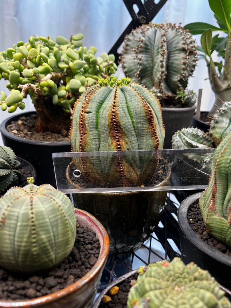 オベサ イタリア産 オス株