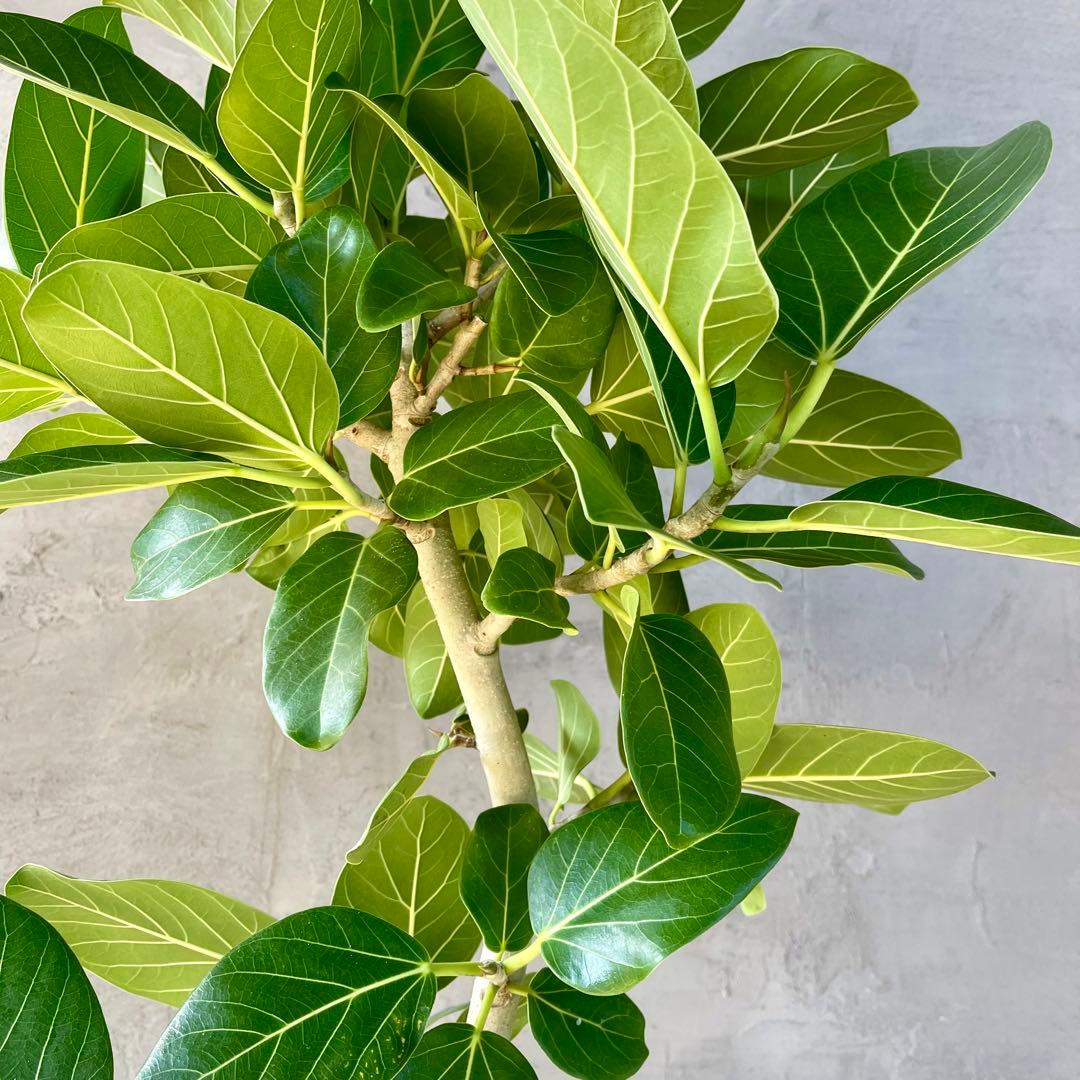 大型　フィカス　ベンガレンシス　曲がり仕立て　10号　陶器鉢　植え込み