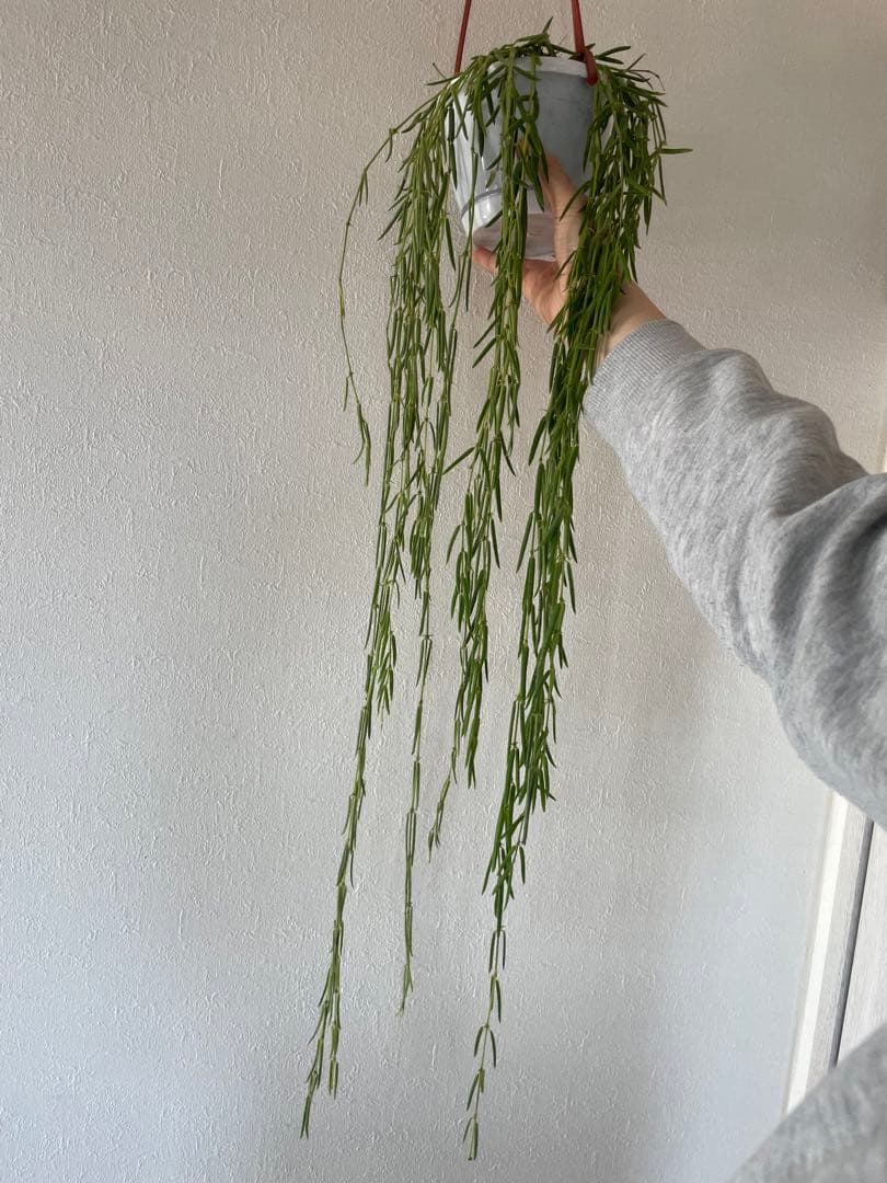 セールホヤ リネアリス Hoya linearis 大苗サクララン　80cm