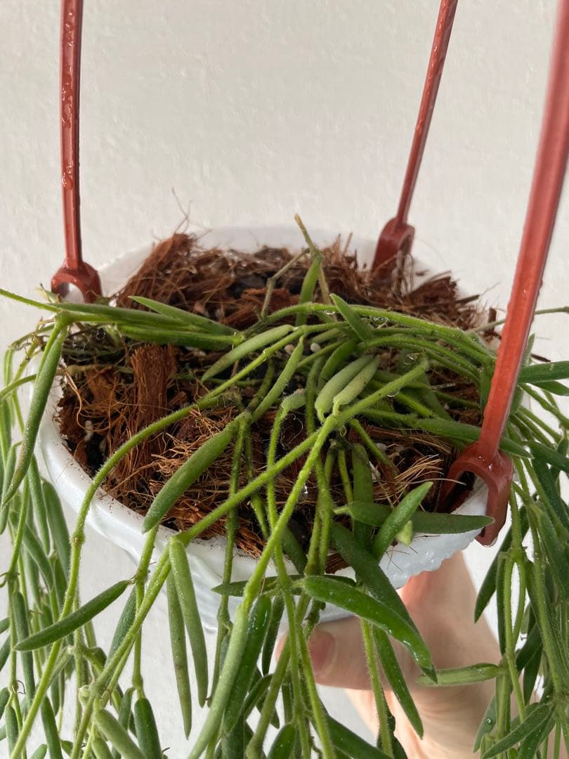 セールホヤ リネアリス Hoya linearis 大苗サクララン　80cm