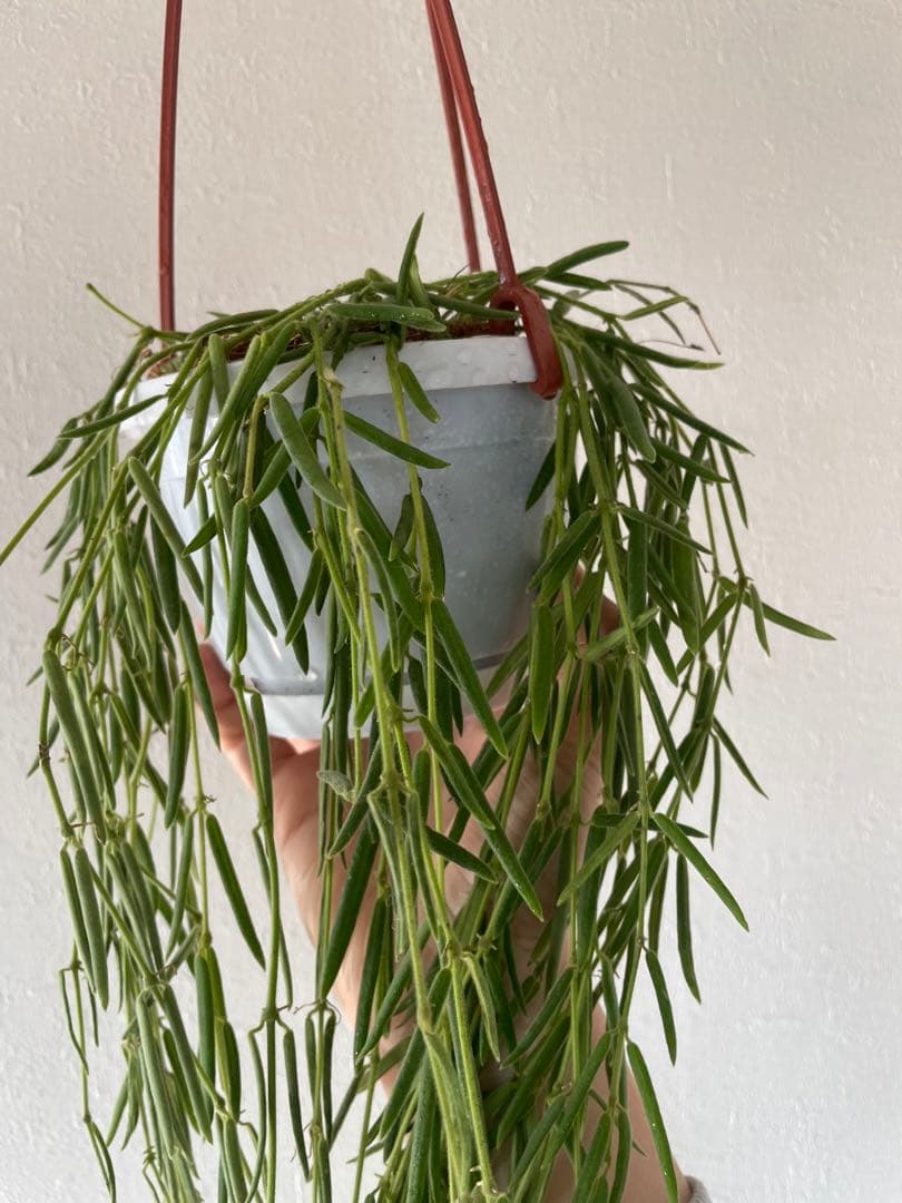 セールホヤ リネアリス Hoya linearis 大苗サクララン　80cm