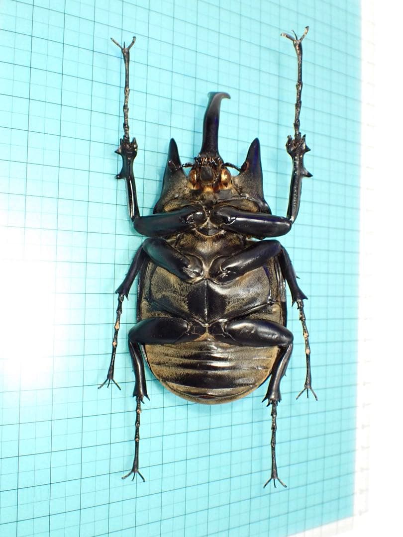 【標本】アクティオンゾウカブト　フレンチギアナ領産　102.2ミリ　野外品