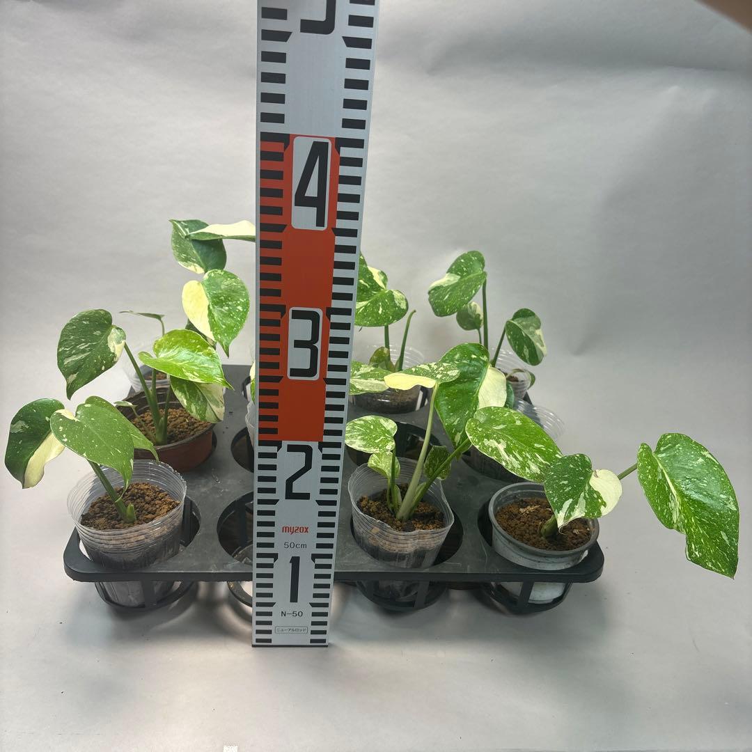 サ*イ様 10株セットms46【特別選抜】モンステラ・タイコンステレーション 斑