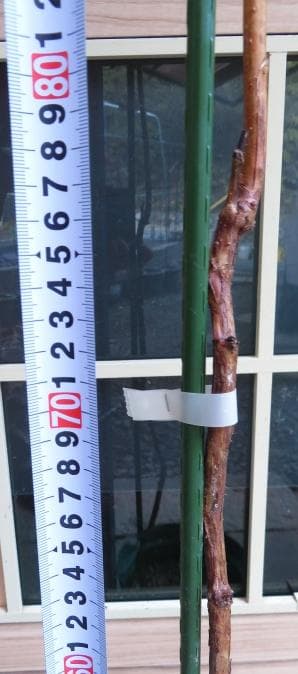 【hasemania様】ラズベリー苗 Tulameen（トゥラミーン）　大株