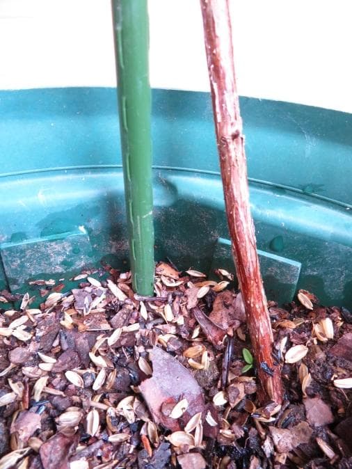 【hasemania様】ラズベリー苗 Tulameen（トゥラミーン）　大株