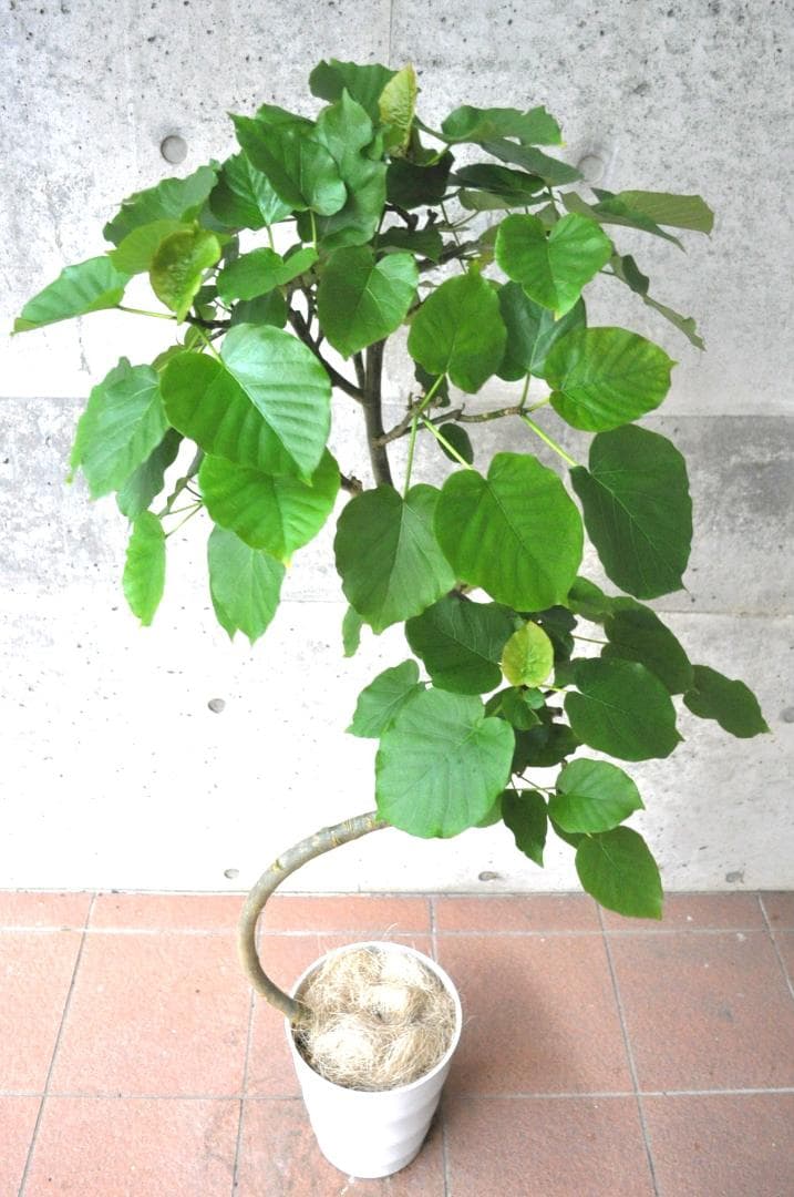 フィカス・ウンベラータ 8号 140cm S-shaped tree form