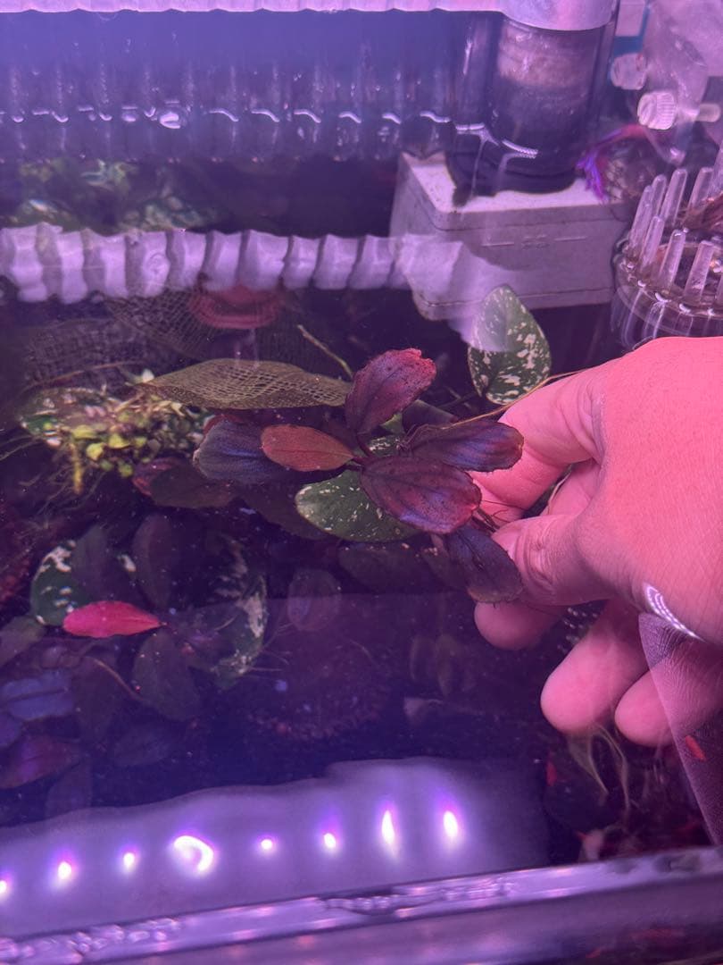 数量限定　ブセファランドラsp.ファンタスティックパープル大株　完全水中葉