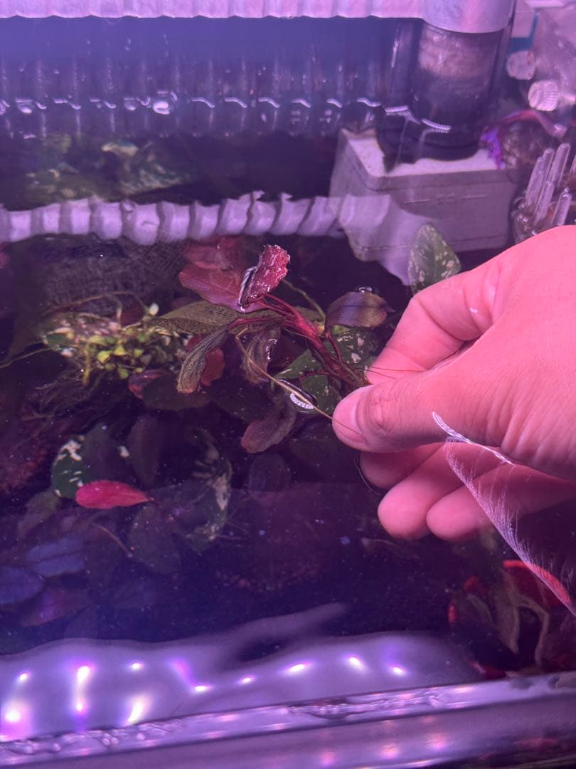 数量限定　ブセファランドラsp.ファンタスティックパープル大株　完全水中葉