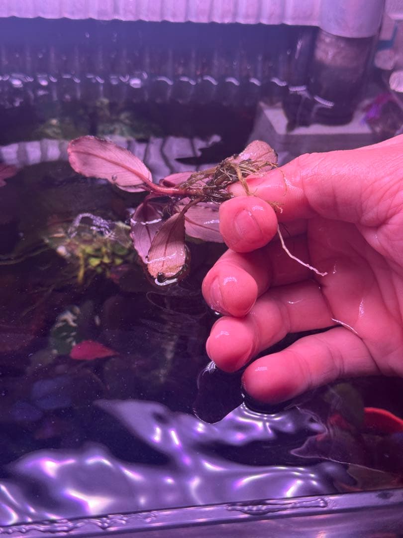 数量限定　ブセファランドラsp.ファンタスティックパープル大株　完全水中葉