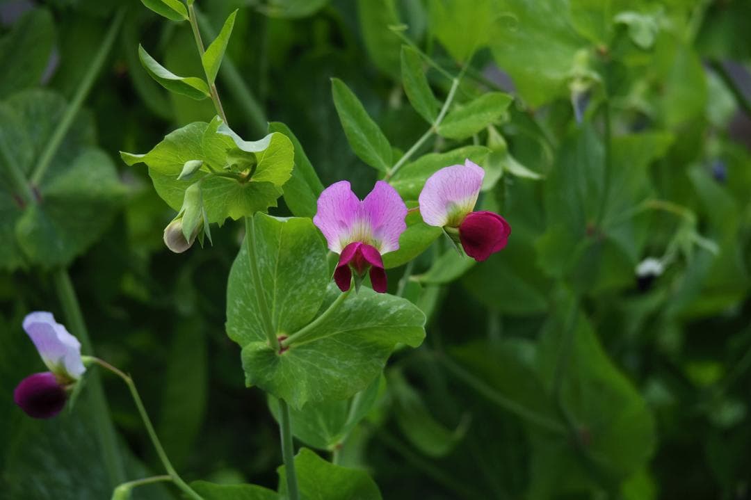 PENTAX 06 TELEPHOTO ZOOM Qマウント
