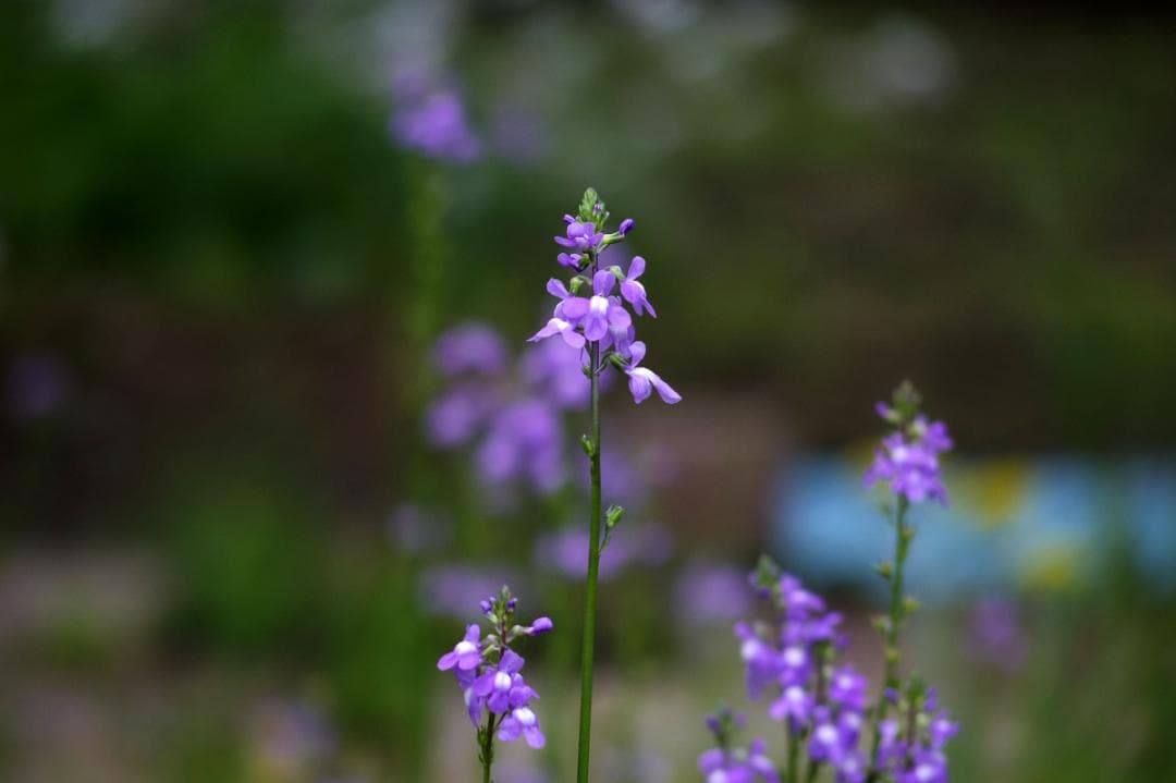 PENTAX 06 TELEPHOTO ZOOM Qマウント