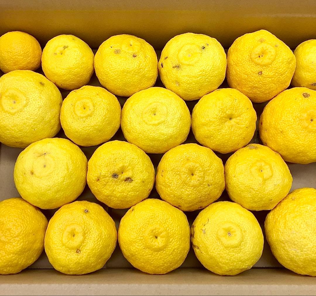 【農家直送】柚子15kg（箱込み） ◎ご家庭用品