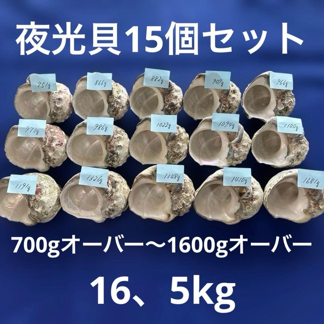 夜光貝　ヤコウ貝　まとめ売り　15個 約16、5kg アクセサリー　ルアー