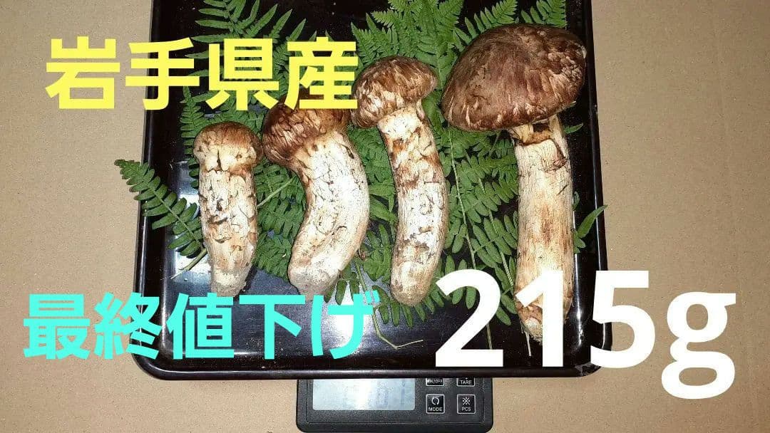岩手県産松茸 10月11日昼取れ 松茸ご飯におすすめ(送料込み)冷蔵管理