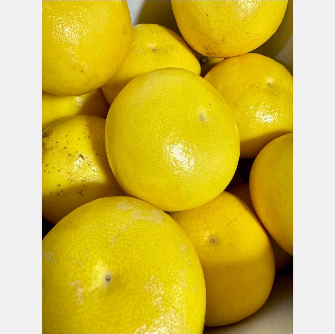 ㊳高知特産 露地栽培 土佐文旦 4L限定 文旦 約20kg 大玉 サイズ