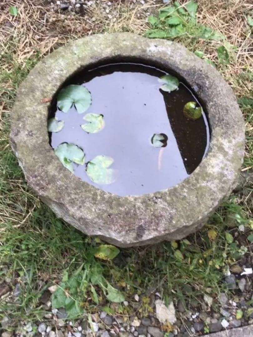 犬*様 石製 水鉢 園芸用　メダカ鉢　金魚鉢　直接渡し限定