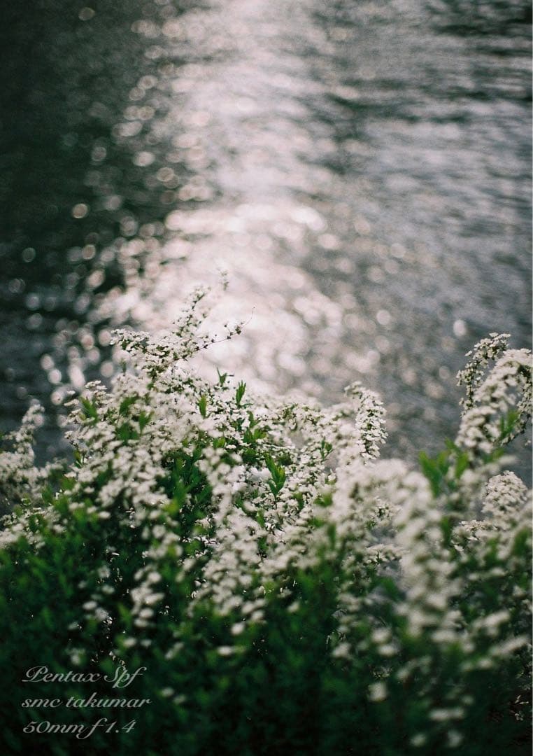 完動品＊美品＊pentax spf&名玉smc f1.4★作例多数！★初期保証