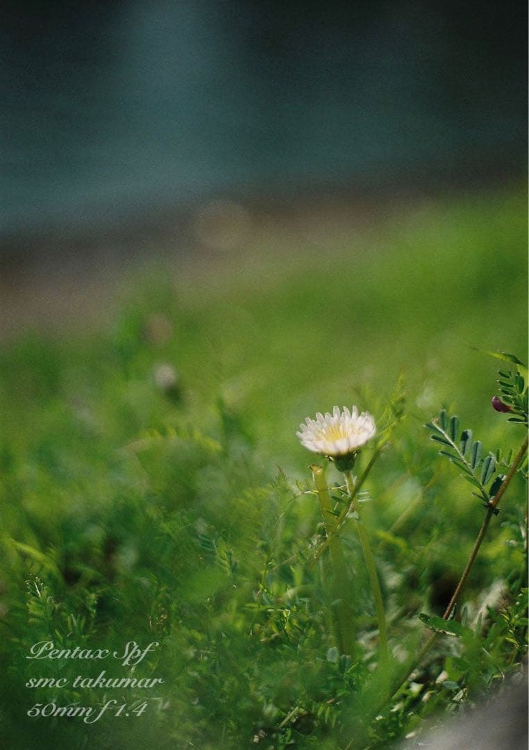 完動品＊美品＊pentax spf&名玉smc f1.4★作例多数！★初期保証