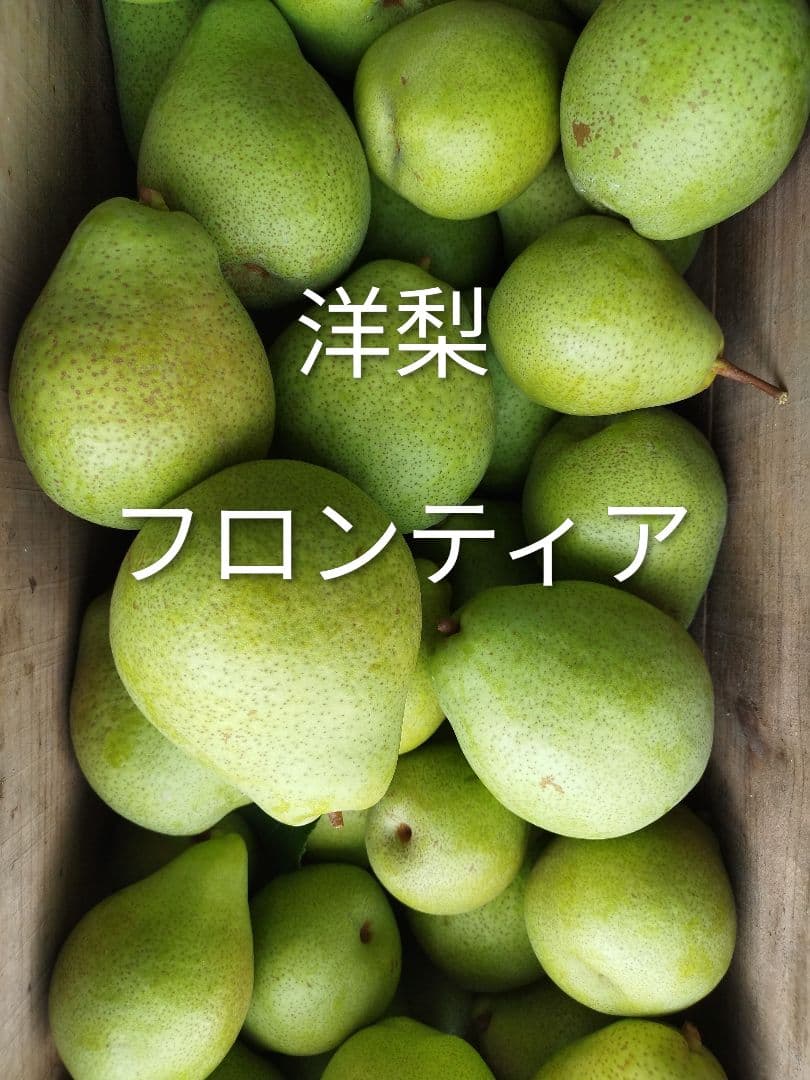 洋梨 フロンティア 23ｋｇ 岩手県産