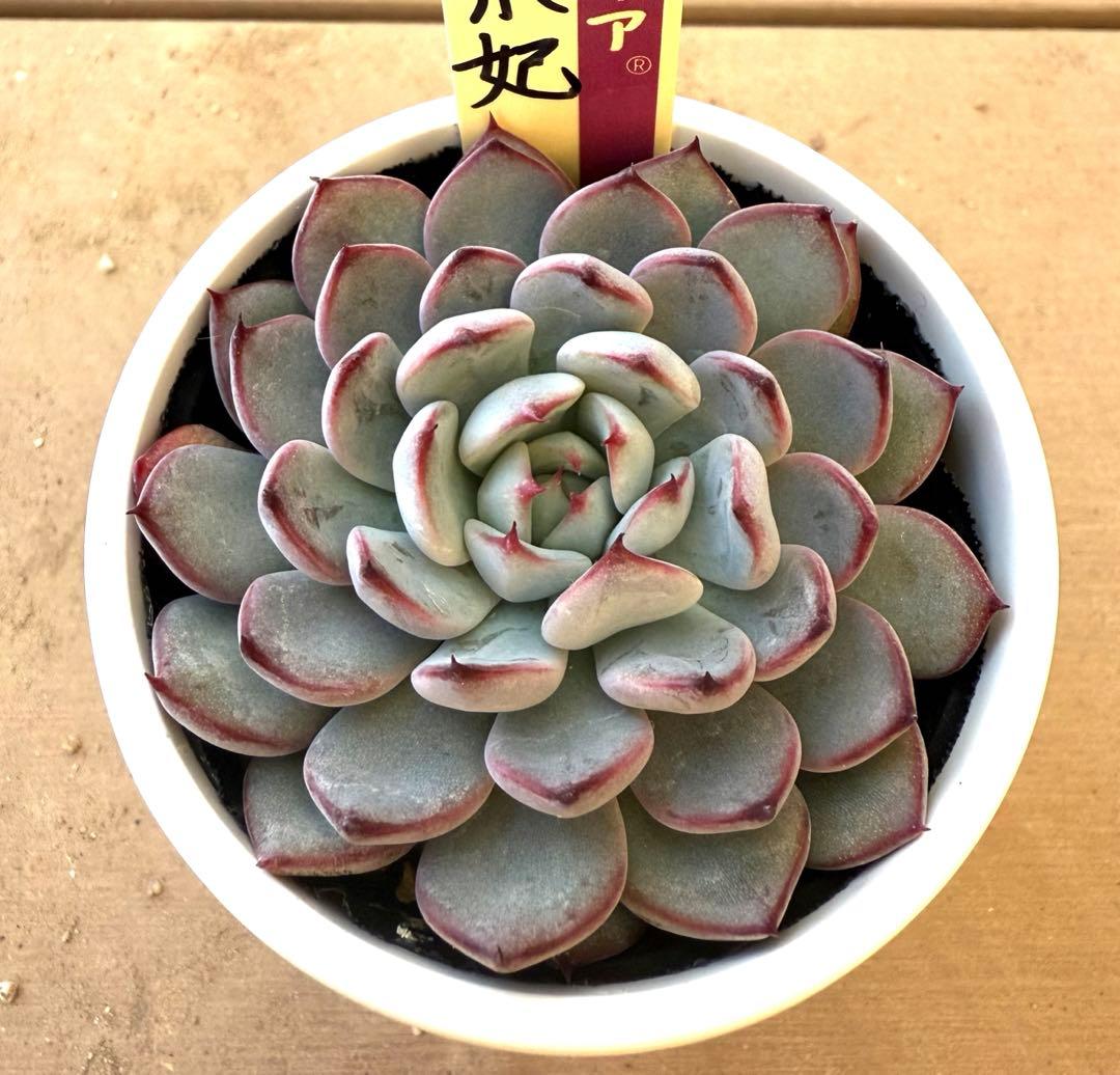 美紫妃　札付き　ミックスベリア　おらいさん苗　新作　エケベリア　多肉植物