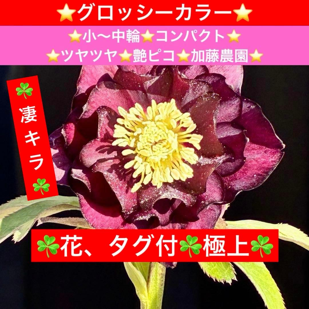 ま*️様 3433☘️花タグ付☘️極上☘️グロッシーカラー⭐️小〜中輪⭐️コンパ