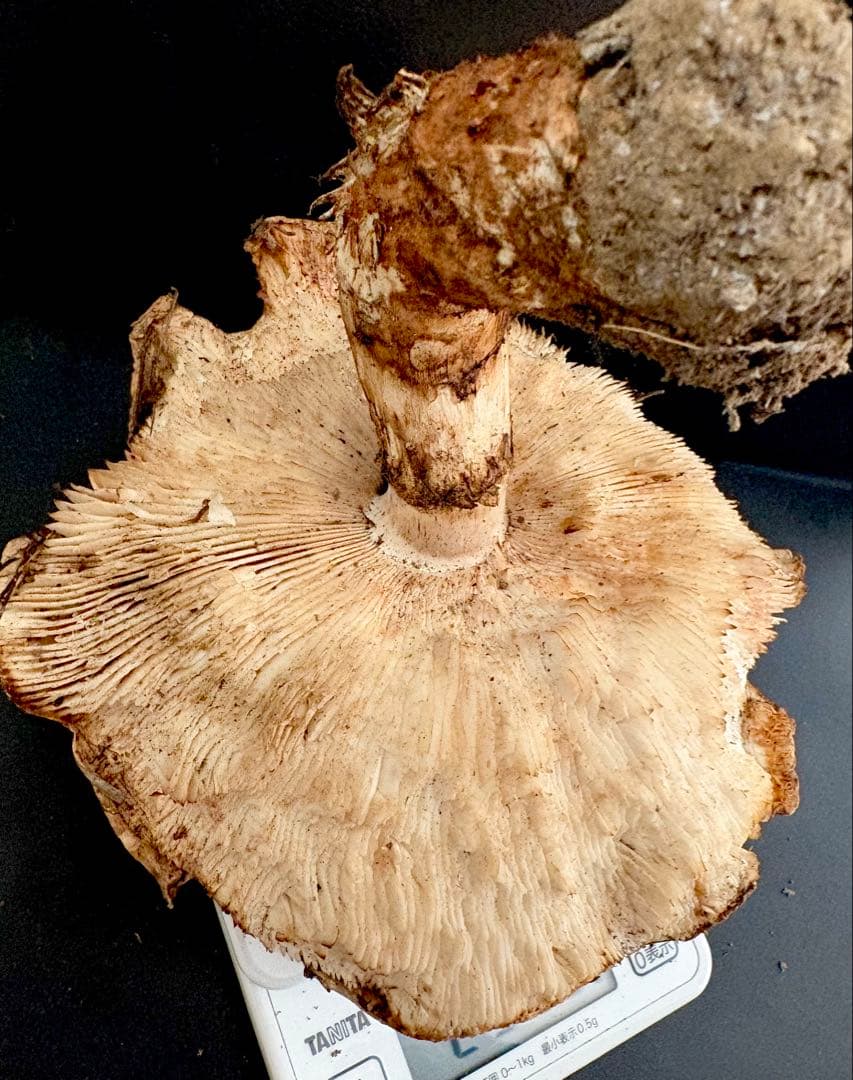 【今期最終‼︎ 希少品‼︎ 訳あり特価‼︎ 傘大量380g】 松茸◆クール便発送◆