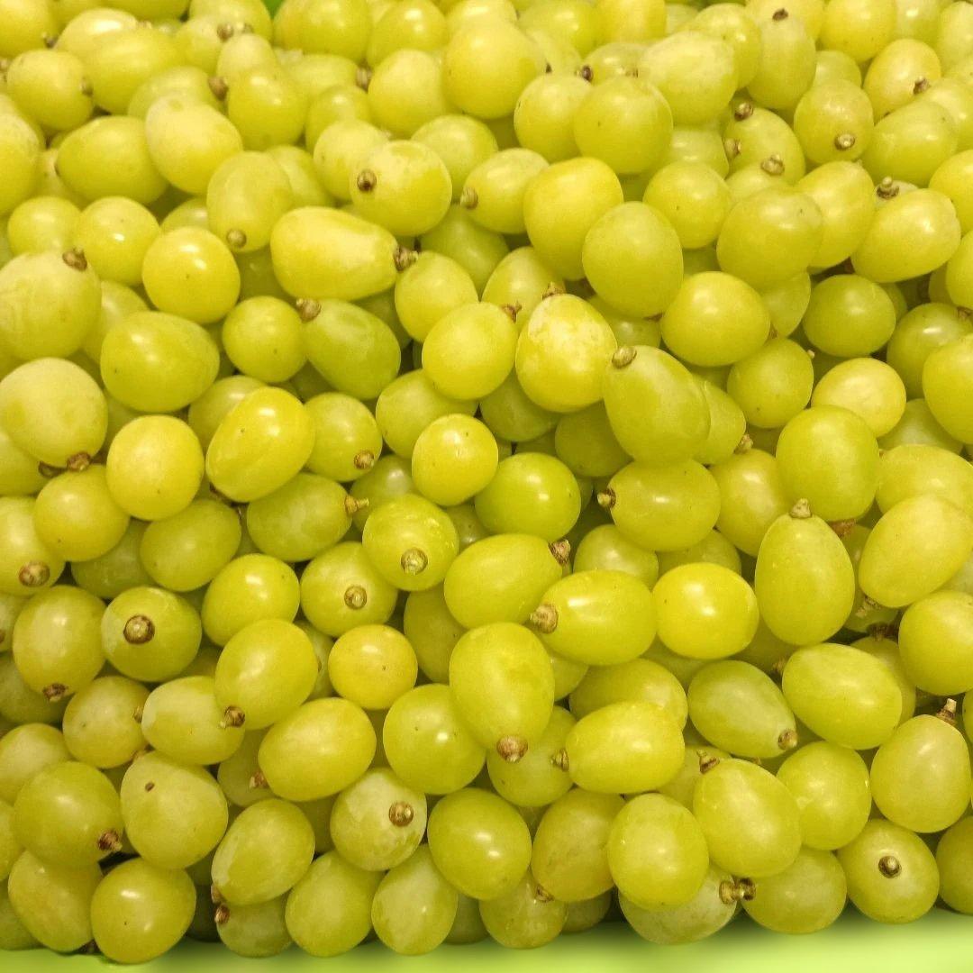 シャインマスカット完熟多めの、徳用5.5キロ入りの粒バック入りになります。