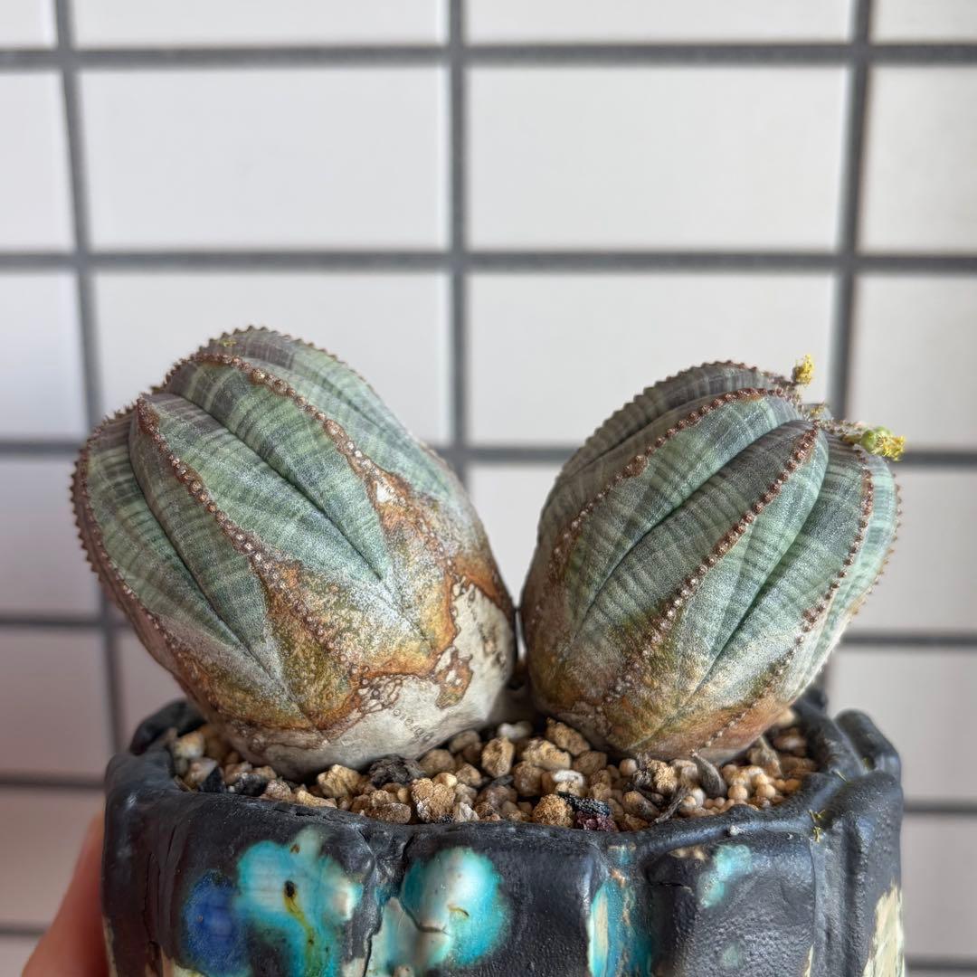 レ*君様 ユーフォルビア オベサ ダブルヘッド オールドオベサ2頭