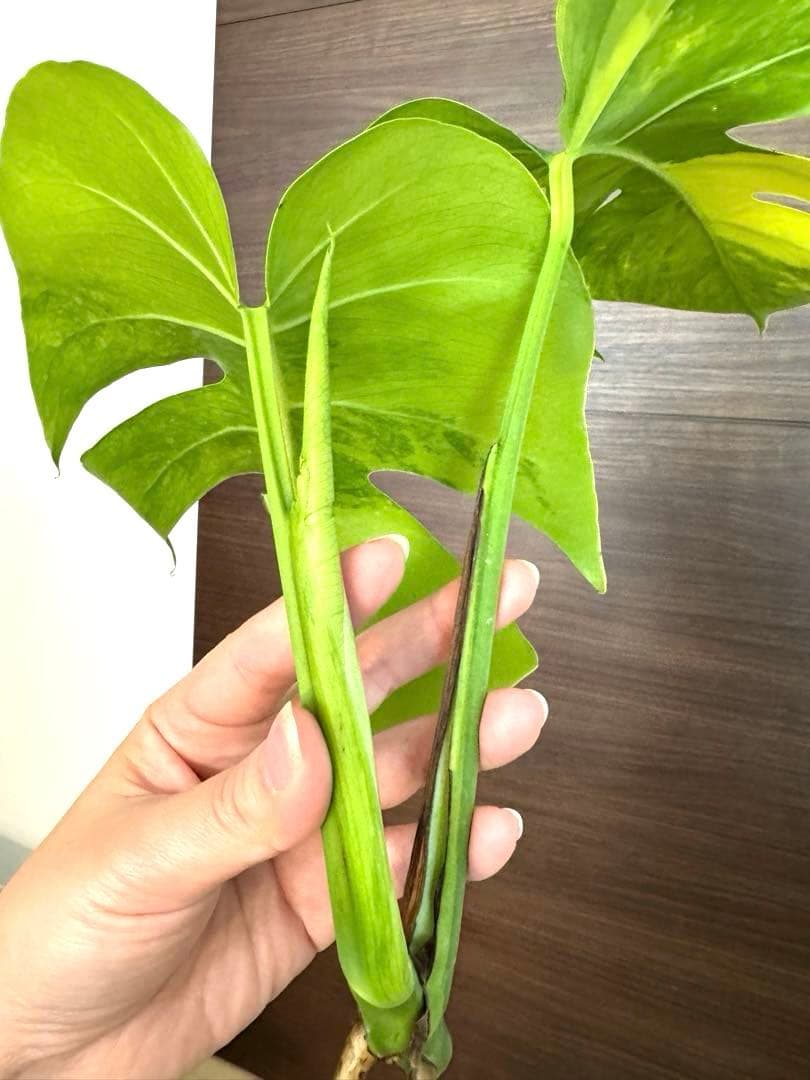 【超希少】モンステラ デリシオーサ イエローマリリン 3葉付き 極斑入り最高級