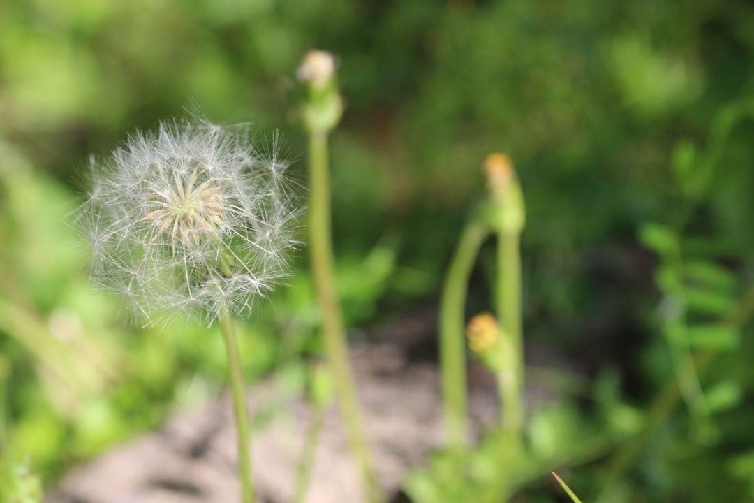 ホワイトCanon X7✨️静音USMレンズ＋取説・CD・元箱付！女性人気♥️