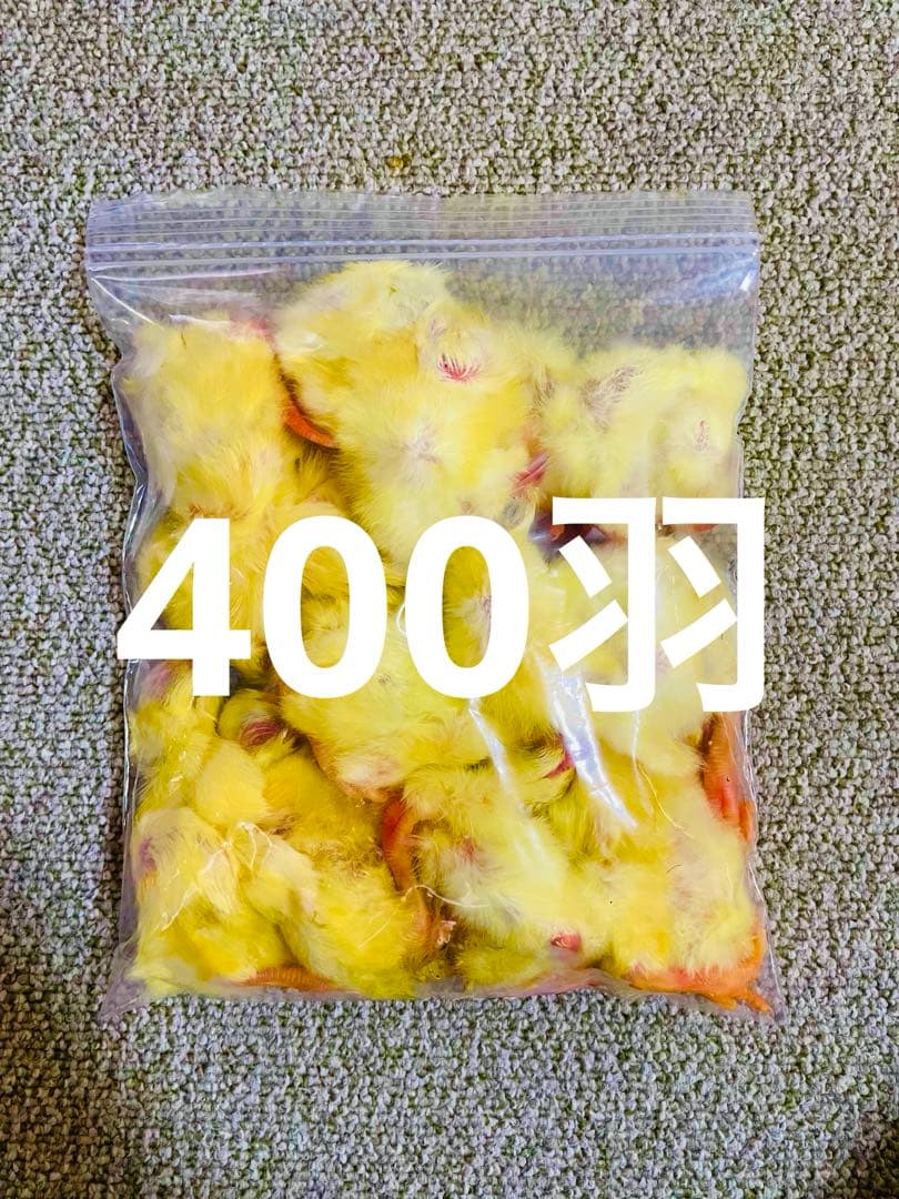【リピート購入で＋10羽】 送料無料 国産 新鮮安全 冷凍ひよこ 400羽