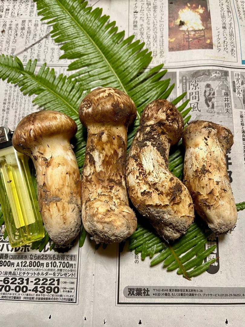 【大阪泉州産】天然松茸　採れたて良品4本145g国産