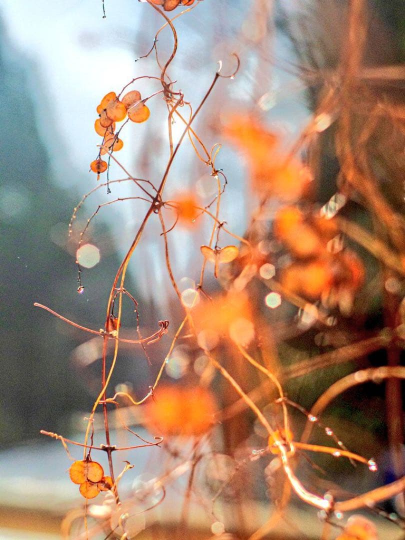 レンズ(単焦点) AstrHori 50mm f/1.8 - f/16