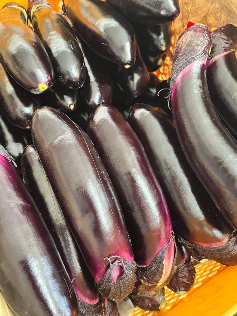 【たき】野菜　なす　20キロ　宮崎県産