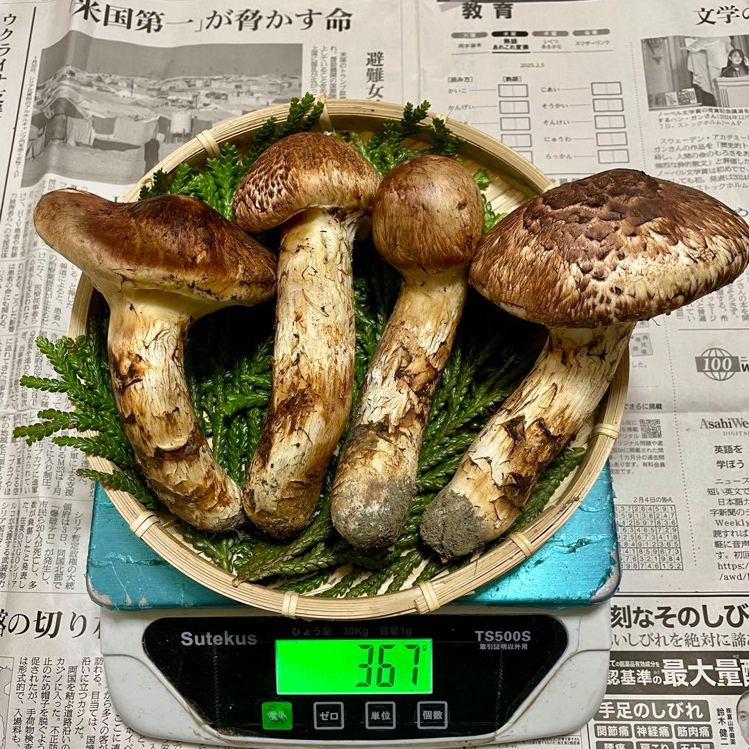 天然きのこ 松茸 国産 良品‼️ マツタケ まつたけ 森の凛さん採取 その147