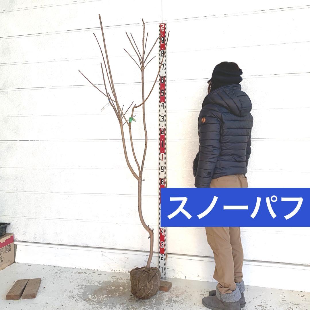 スモークツリー　スノーパフ　雌株　煙の木　苗木　花木　57