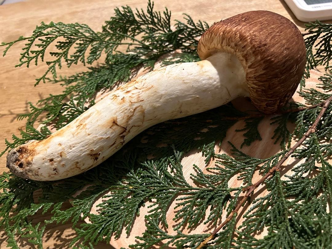 巨大松茸 国産松茸 長野県産 南信州産 極上