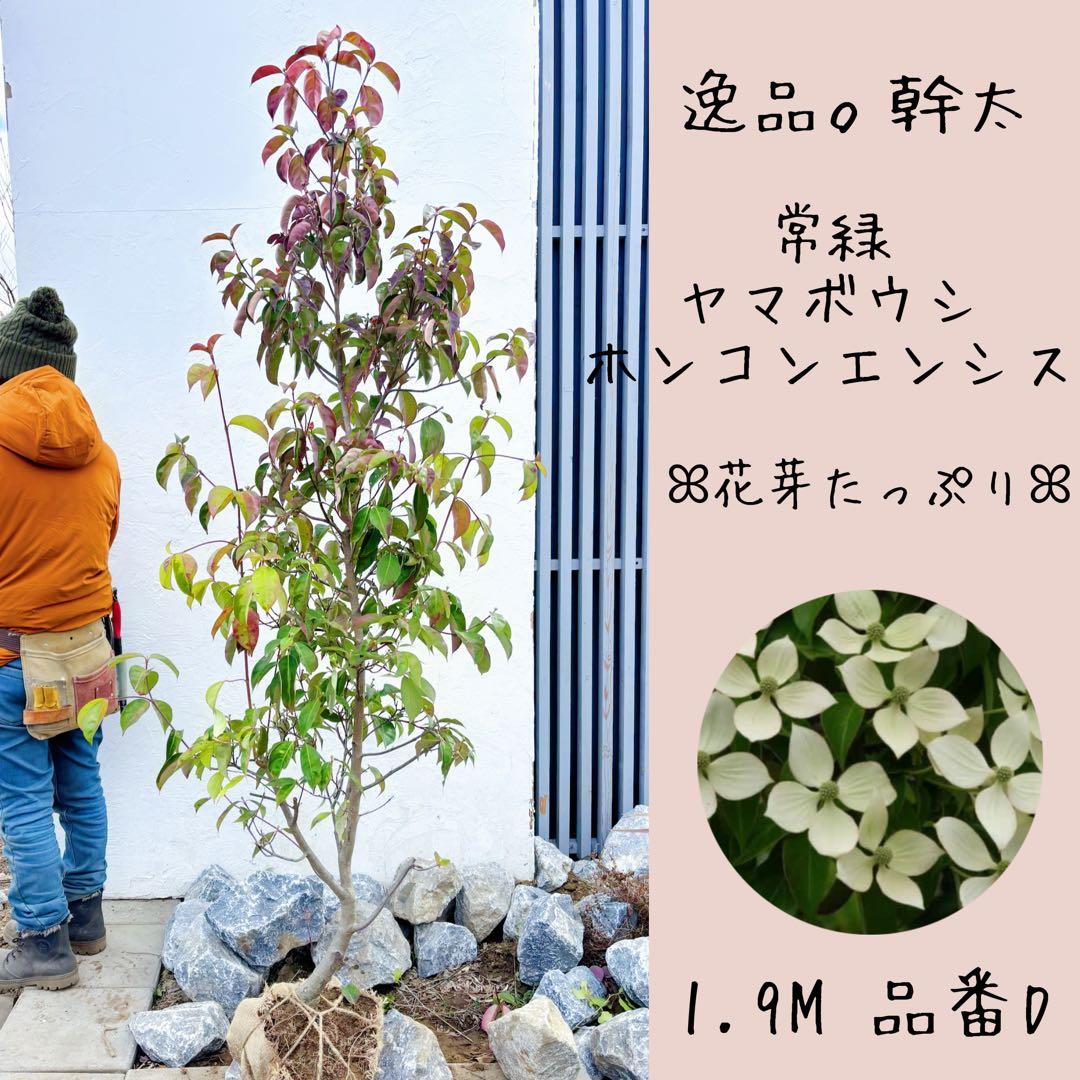 幹太。逸品常緑ヤマボウシ ホンコンエンシス1.9M(鉢底から)品番D