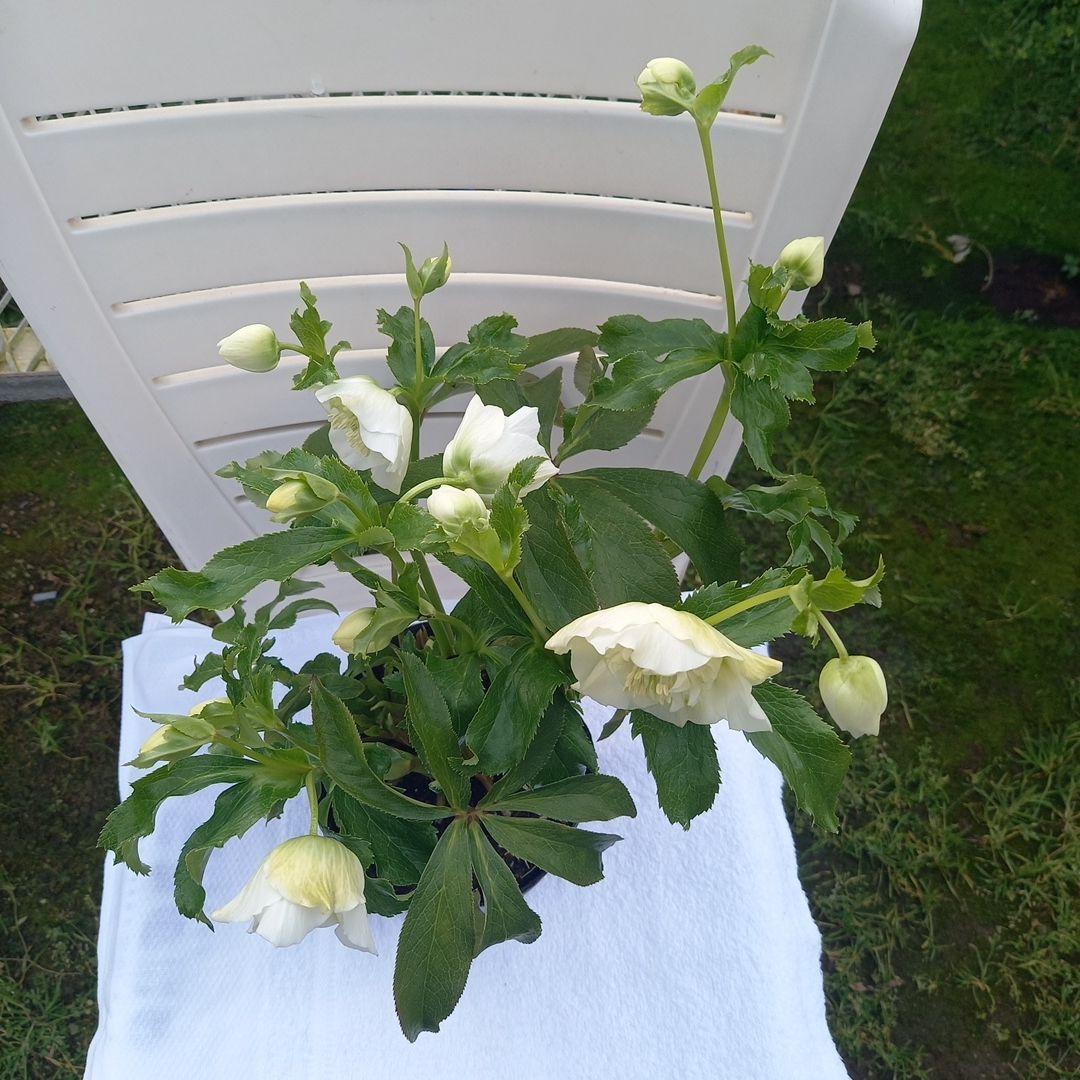 つぼみいっぱい！オリジナルグリーンリップ、2種植え♪クリスマスローズ大苗