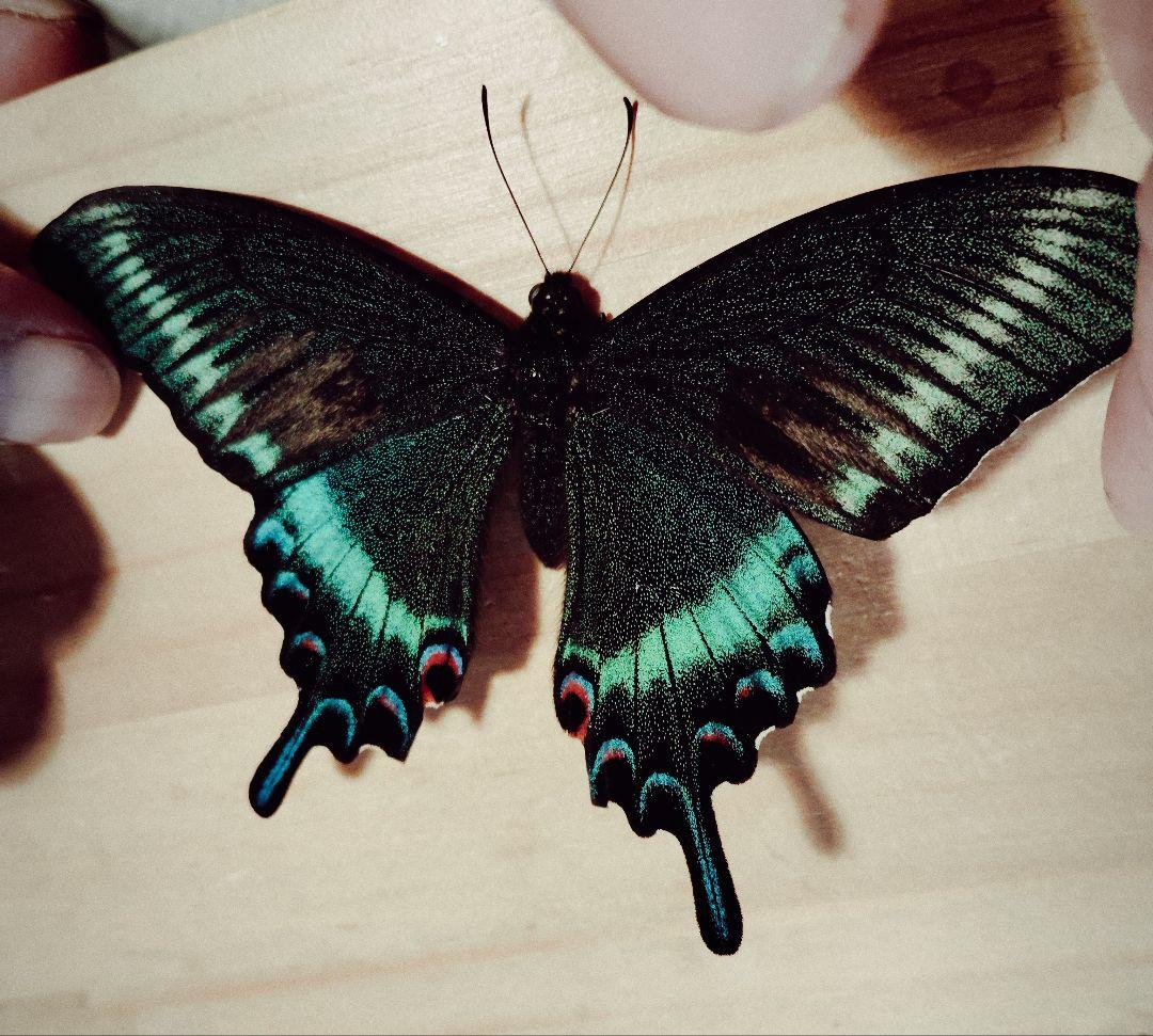 北海道産みやまからす揚羽　春型　未展翅　オス300頭