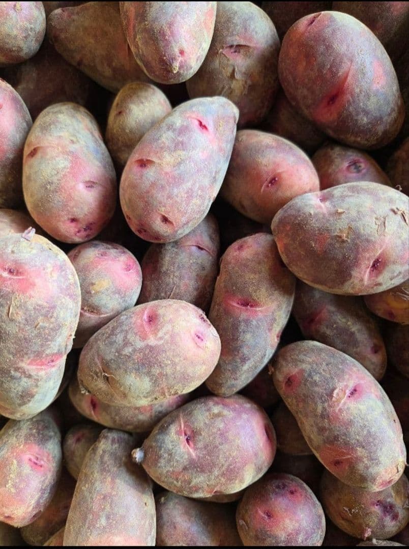 ねこ使い！デストロイヤーじゃがいも小10㎏、超小粒10㎏　計20㎏