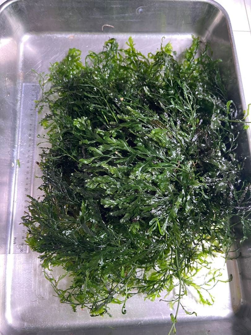 ボルビティス　ヒュデロッティ　大株