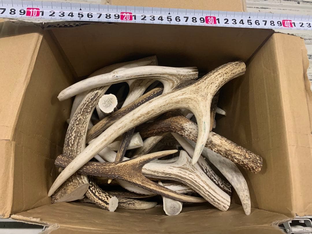 8kg 鹿の角　エゾシカ　角 端材　アクセサリー　パーツ素材