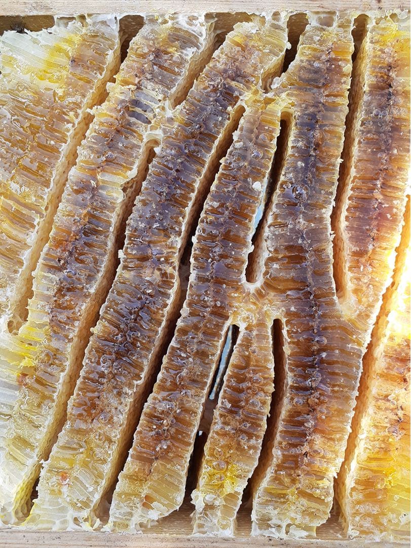 日本ミツバチの生蜂蜜 ５００g X２本 送料無料‼️