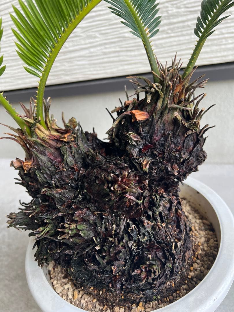 【年末セール】サイカス・レボルタ / ソテツ 多頭 大株 ガーデニング