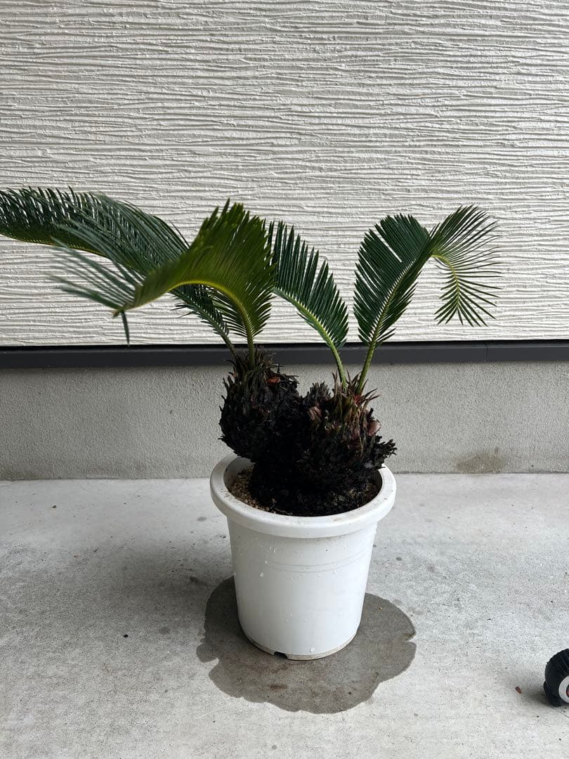 【年末セール】サイカス・レボルタ / ソテツ 多頭 大株 ガーデニング