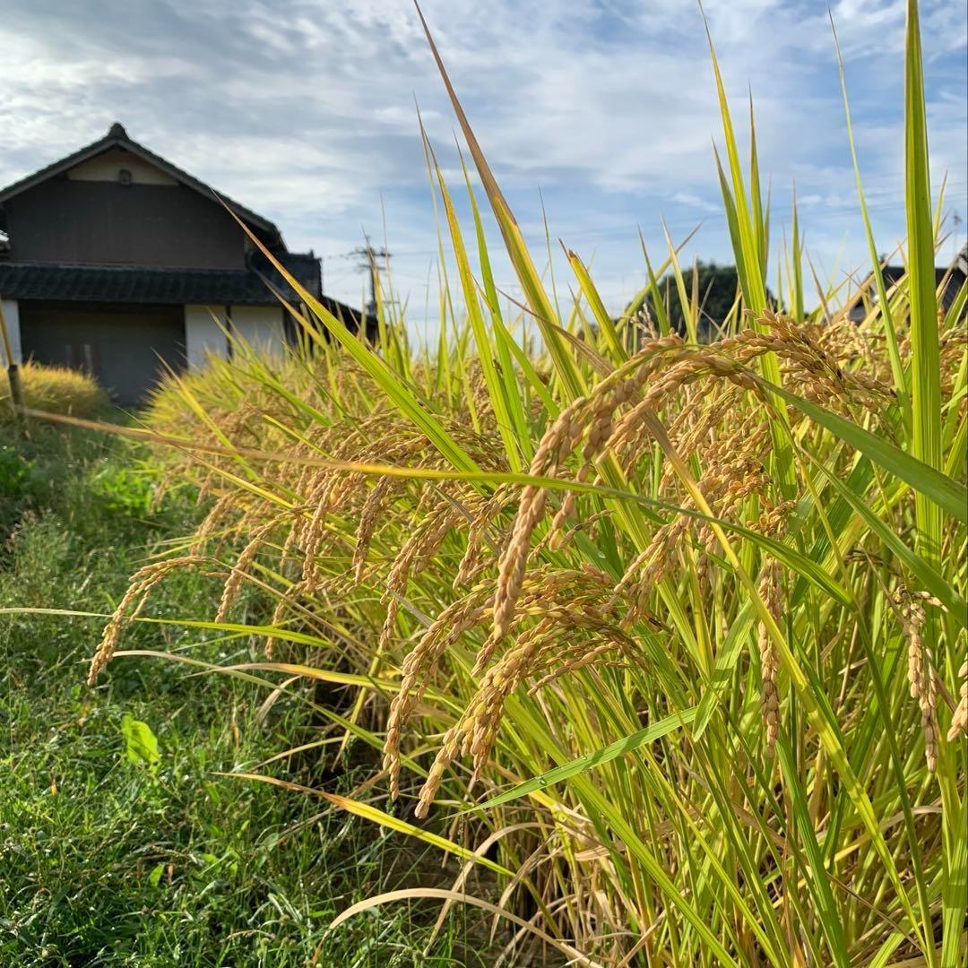 【令和6年産】熊本県 自然栽培米 ひのひかり 玄米20kg