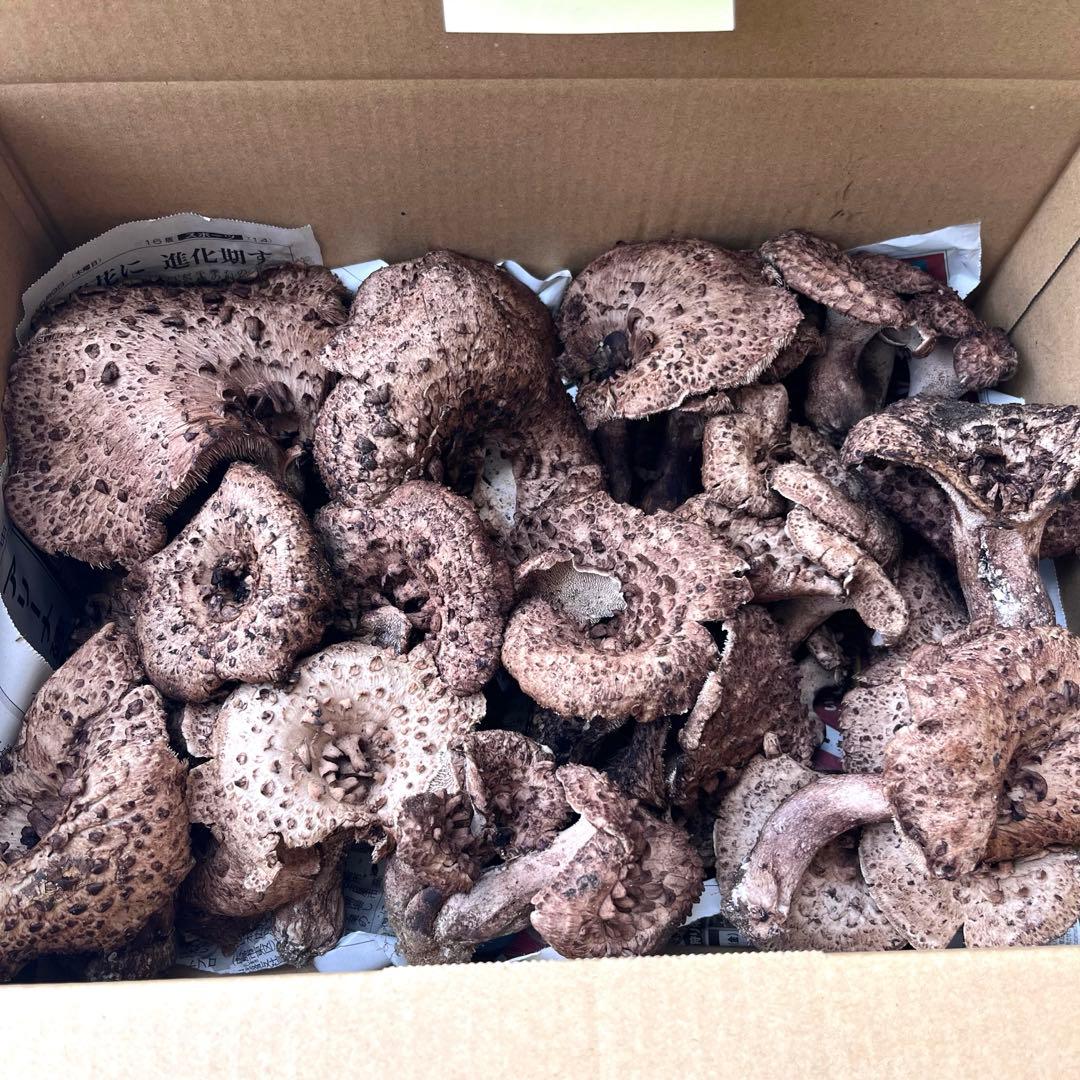 天然香茸‼️広島産　1.0kg 10月12日採りたて　コウタケ　香茸　松茸①