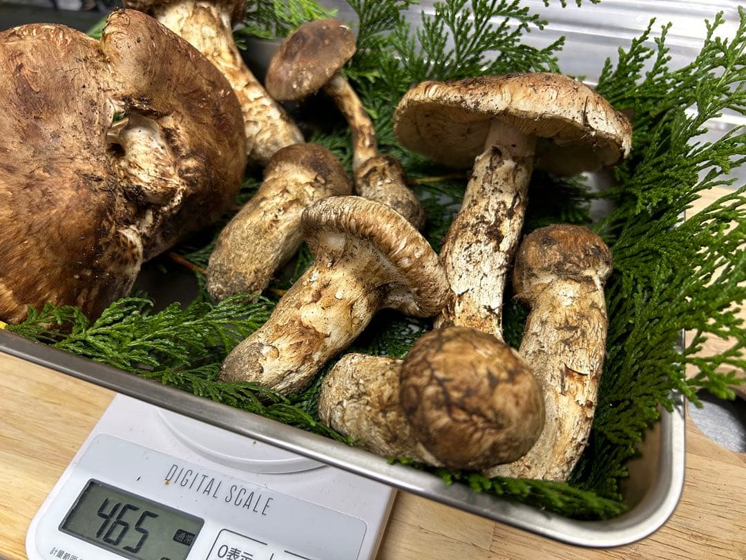 松茸　国産松茸　長野県産 南信州産