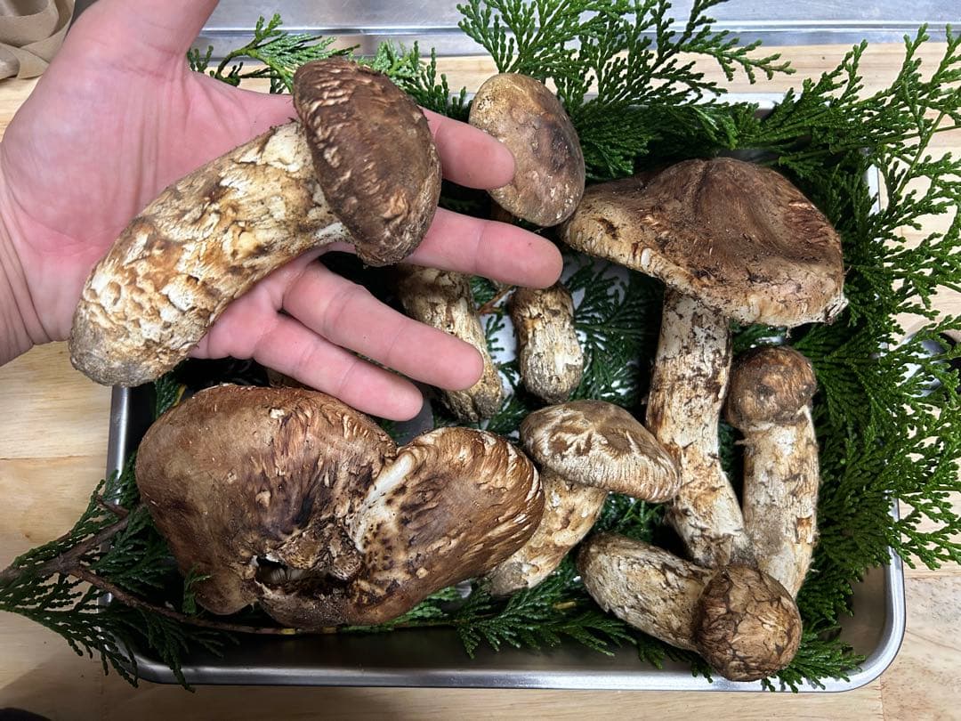 松茸　国産松茸　長野県産 南信州産